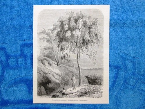 Gravure année 1861 - gravure,