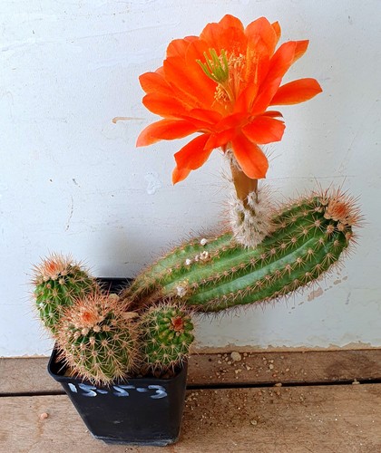 Echinocereus coccineus