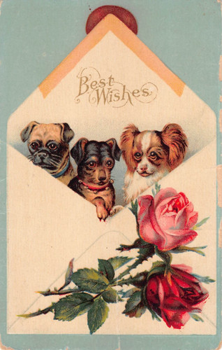 Rose cuccioli sbirciano - rose,