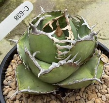 Vendita 1 pz raro cactus agave