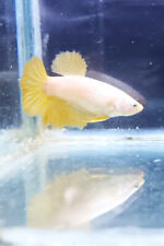 Femmina Betta Splendens Halfmoon Plakat Dragon Yellow