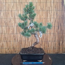 Bonsai di Pino Pentaphilla h