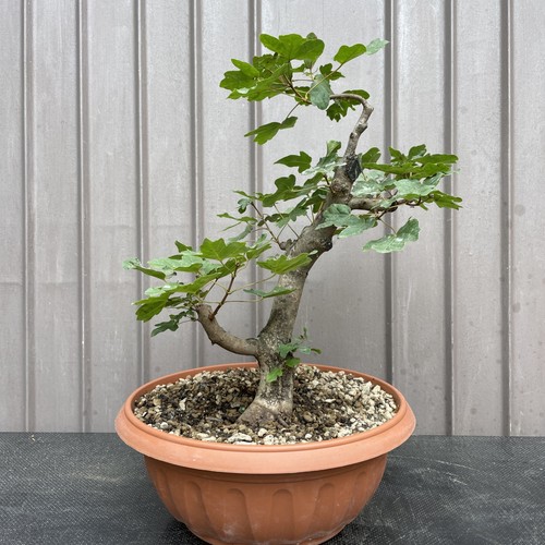 Pre bonsai acero campestre - acero,