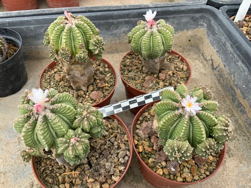 Wholesale pack aztekium - pack,