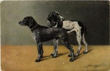 CPA AK Deutsch Kurzhaar DOGS