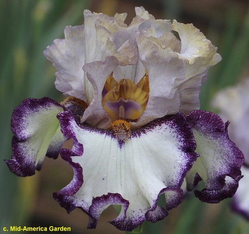 Iris castle the - the, hill'