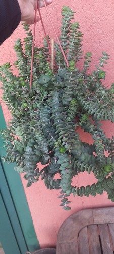 Crassula perforata talee - perforata, n.4