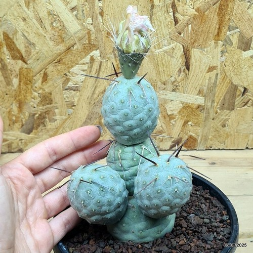 Tephrocactus geometricus - , 5