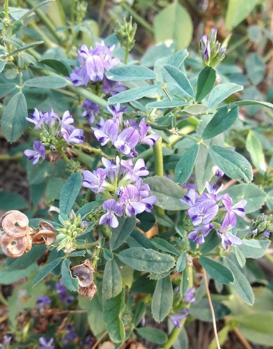 2000 semi erba - 2000, medicago