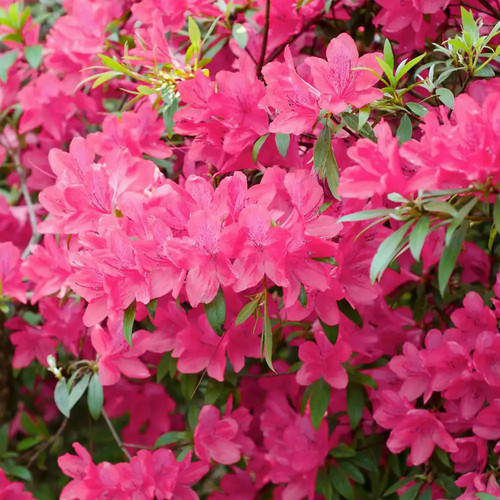 Gal azalea chinzan - 2.25,