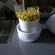 Germoglio di Fagioli