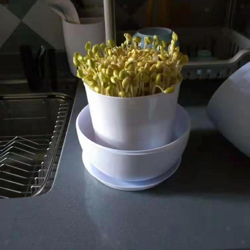 Germoglio fagioli - germoglio, di