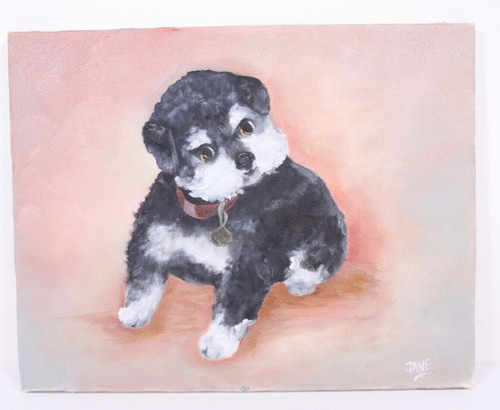 Bichon shitzu coccolone - shitzu,
