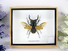 Odontolabis elegans Maschio -