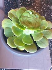 PIANTA VIVA SUCCULENTA Rosa