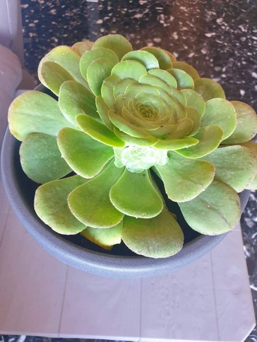Pianta viva succulenta - pianta,
