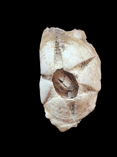 Sea shell chelonibia - shell,