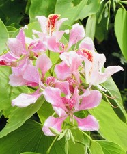 HAWAII GROWN Pink Orchid Tree