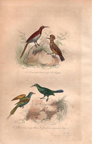 Stampa antica uccelli - antica,
