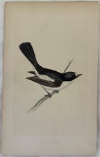PIED FLYCATCHER BALIA NERA