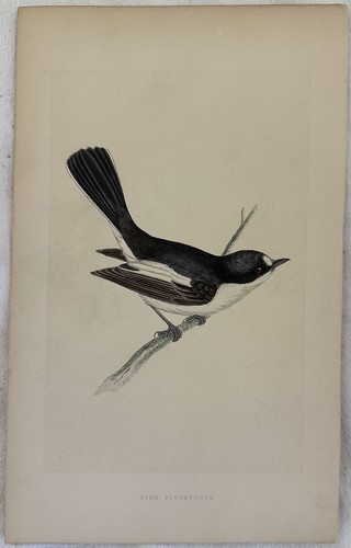Pied flycatcher balia - flycatcher, nera