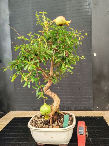 Bonsai melograno h - , 441