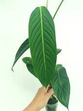 Philodendron HETEROCRASPEDON