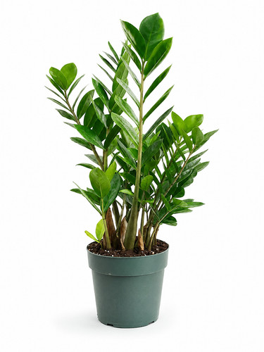 Zamioculcas zamiifolia h60 - zamiifolia, cm