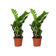 Zamioculcas zamiifolia set - zamioculcas, di