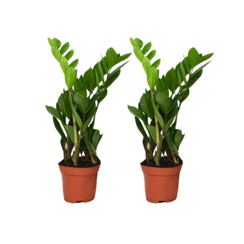 Zamioculcas zamiifolia set - zamiifolia,