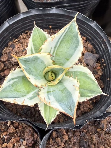 Rara pianta succulenta - , di
