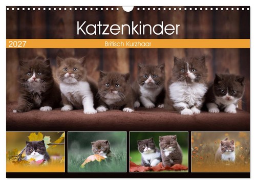 Katzenkinder britisch - -,