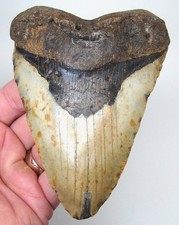 DENTE DI SQUALO MEGALODONTE