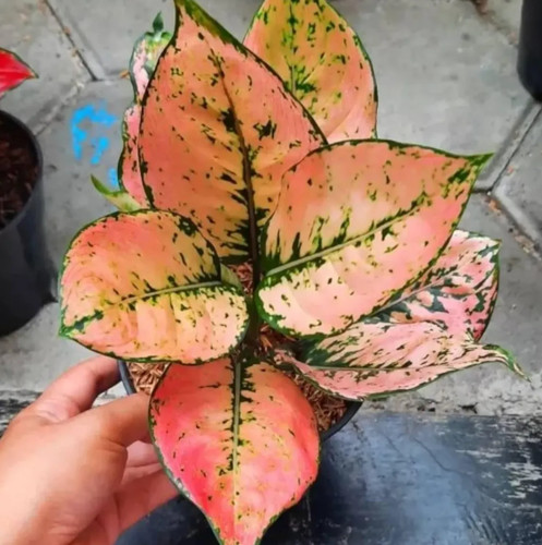 Aglaonema orange kom - kom,