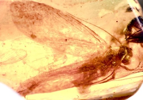 Dragonfly rara 99myo - dragonfly,