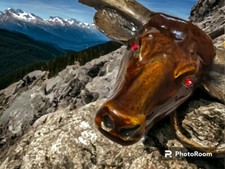 Fibbia Cintura Vintage Corna Lunghe Bue, Mucca Bull Cowboy 1980 ??