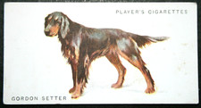 GORDON SETTER   Vintage 1931