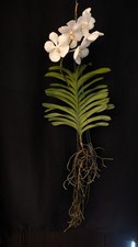 Rare Alba Mutation — Vanda