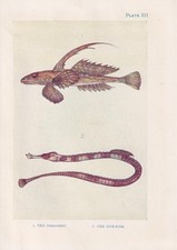 1907 DRAGONET & PIPEFISH Print