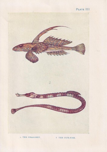 Stampa dragonetto pesce pipa - dragonetto, e