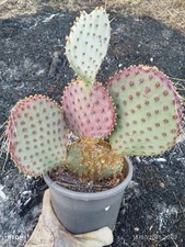 Opuntia macrocentra Violet - Big Plant Hardgrown
