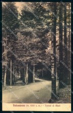 Firenze Vallombrosa Abetina