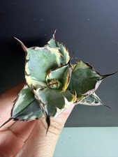 20pcs 3-5cm Rare Cacti Agave