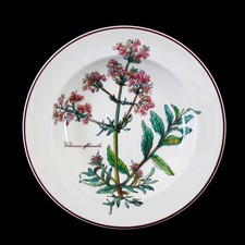 Zuppiera senza radice con