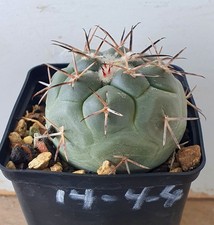 Thelocactus hexaedrophorus