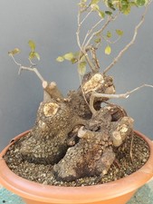 Bonsai Di Leccio busta 50x40cm