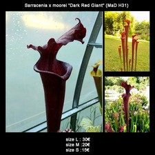 Sarracenia x moorei "Dark Red