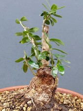 Bonsai Olivastro 20x10cm In