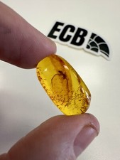 Baltic Amber With Spider