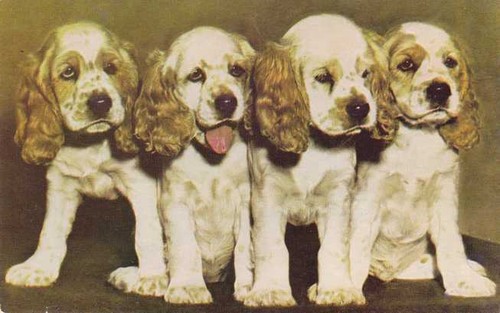 Quattro cuccioli cocker - cuccioli, di